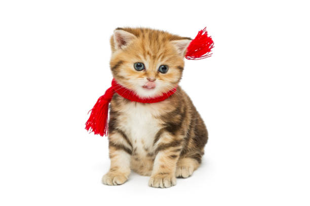 istock Little kitten British  in a red scarf 1021844506