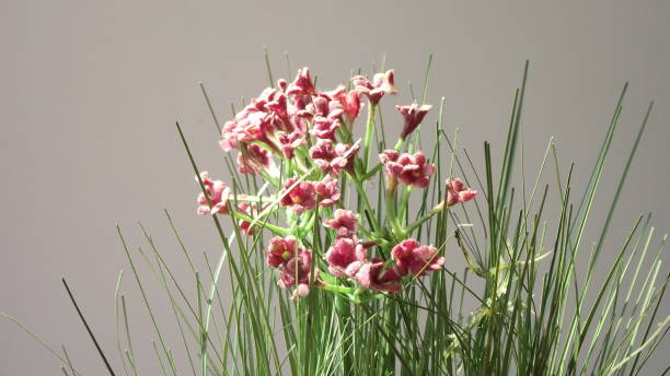 istock Small Pink Flowers. Artificial Plant 1021845258