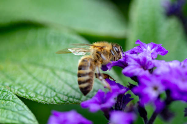 istock A honey bee in a close up on a blue flower 1021849764