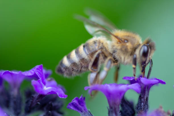 istock A honey bee in a close up on a blue flower 1021849770