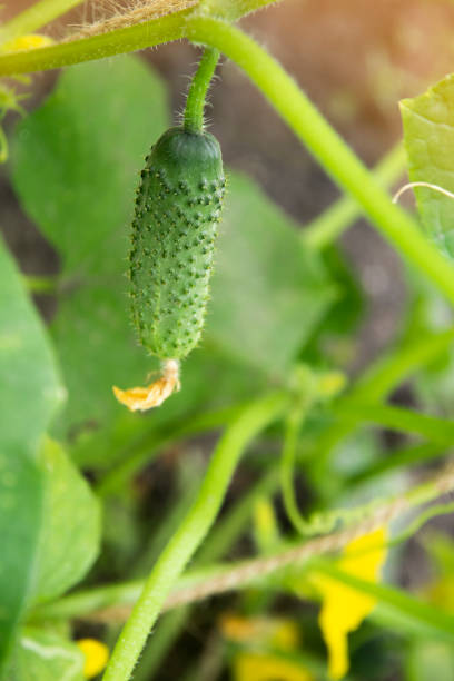 istock Fresh green cucumber growing in garden. 1021850754