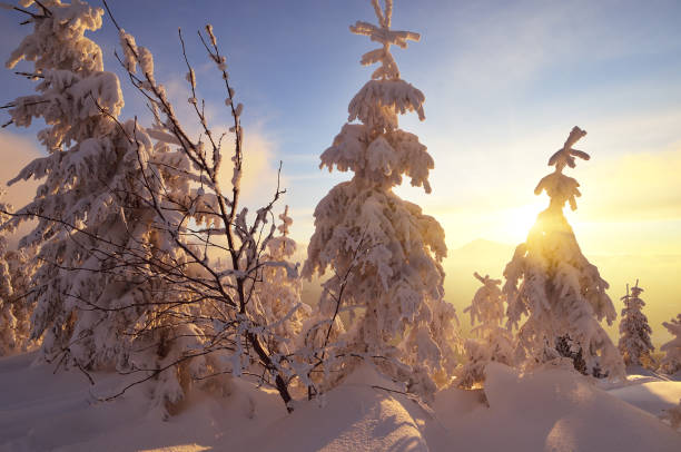 istock Winter sunset in the forest 1021850876