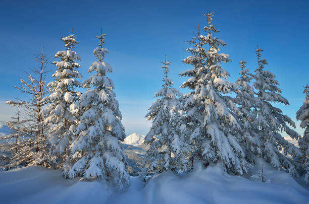 istock Winter in the mountain forest 1021850918