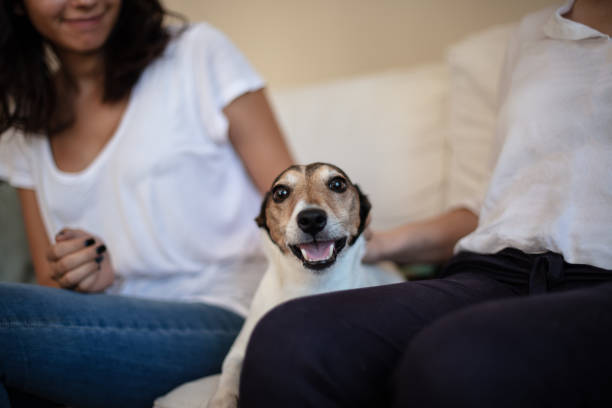 istock Adorable dog sitting on a couch 1021854510