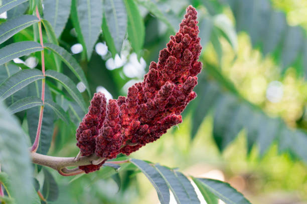 Photograph of an acetic tree. Place for your text. Photograph of an acetic tree. Place for your text. sumac stock pictures, royalty-free photos & images