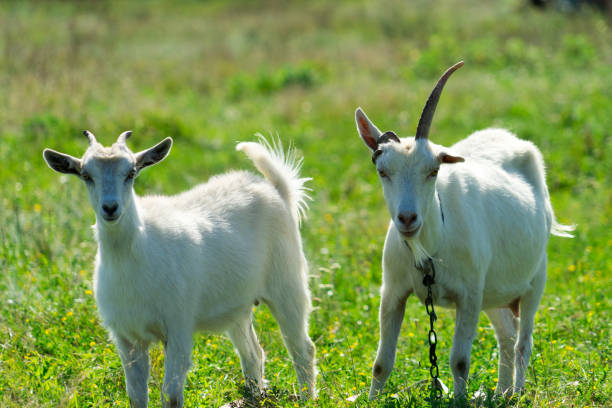 istock Goats graze in a meadow. Funny goat with one horn. 1021862812