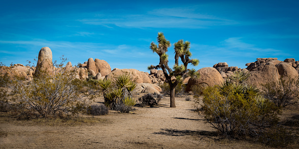 Desert landscape at Joshua Tree National Park, California