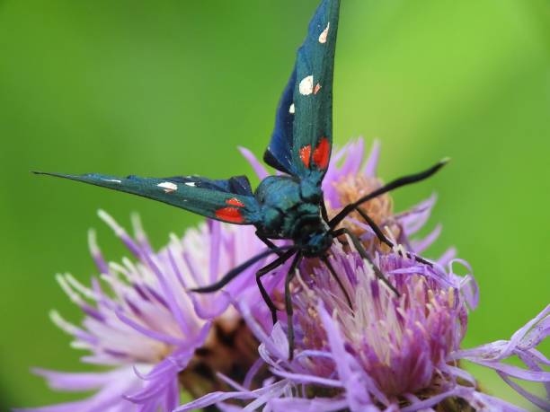 Zygaena ephialtes Daily moth zygaena ephialtes stock pictures, royalty-free photos & images