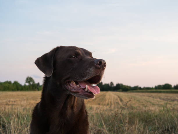 istock Brown Labrador Retriever Dog 1021868266