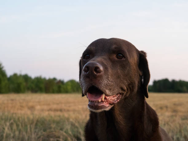 istock Brown Labrador Retriever Dog 1021868306