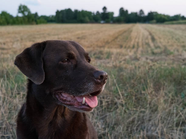 istock Brown Labrador Retriever Dog 1021868316