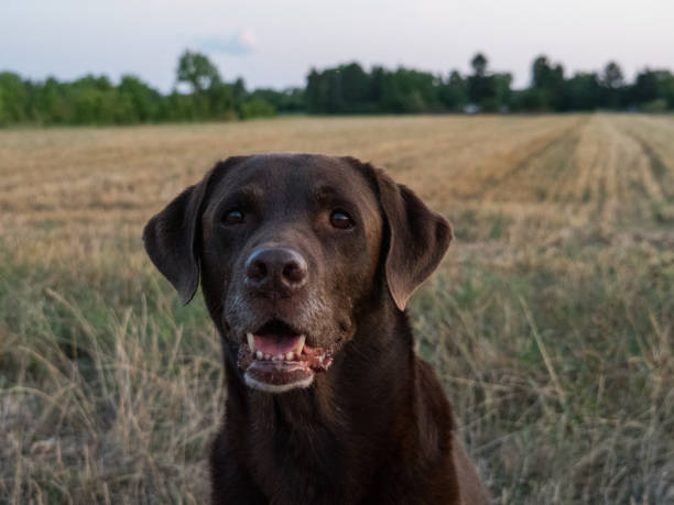 istock Brown Labrador Retriever Dog 1021868348