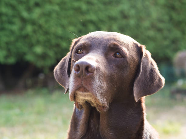 istock Brown Labrador Retriever Dog 1021868372
