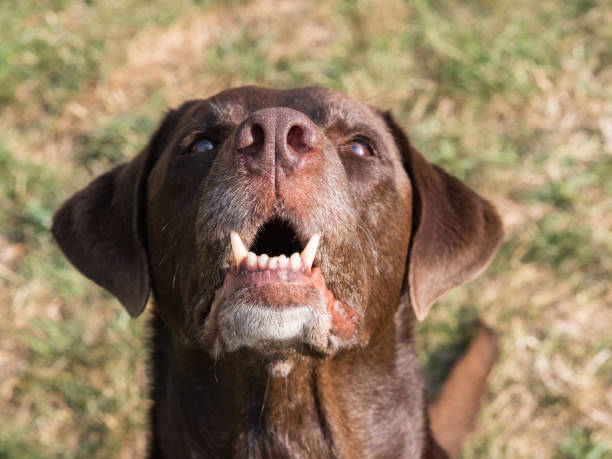 istock Brown Labrador Retriever Dog 1021870598