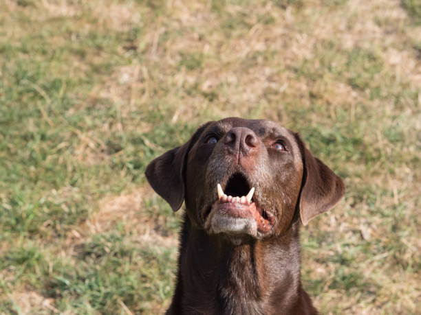 istock Brown Labrador Retriever Dog 1021870642