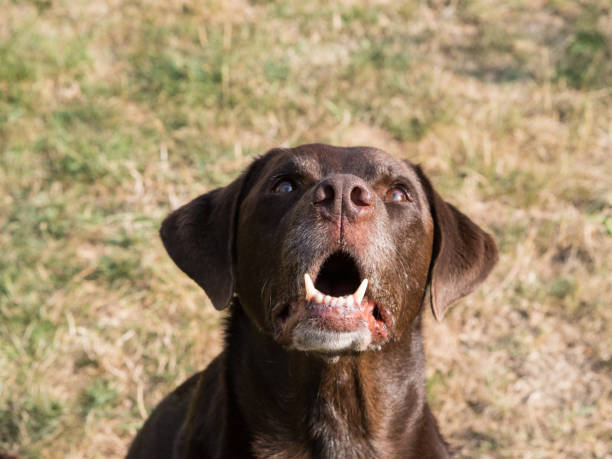 istock Brown Labrador Retriever Dog 1021870646