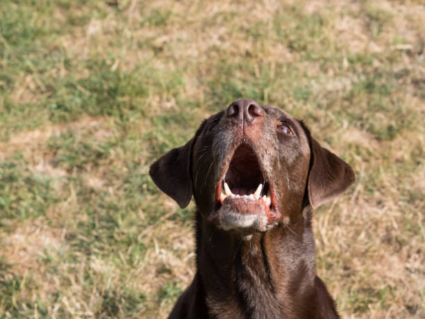 istock Brown Labrador Retriever Dog catching a treat 1021870678