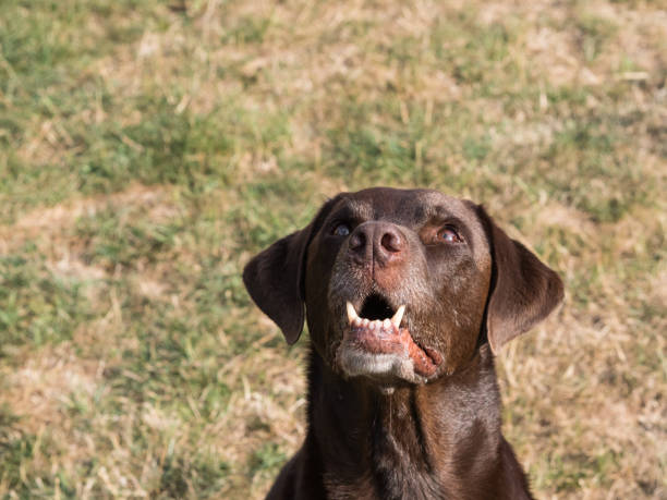 istock Brown Labrador Retriever Dog 1021870730
