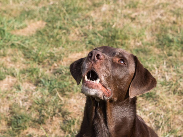 istock Brown Labrador Retriever Dog 1021870808