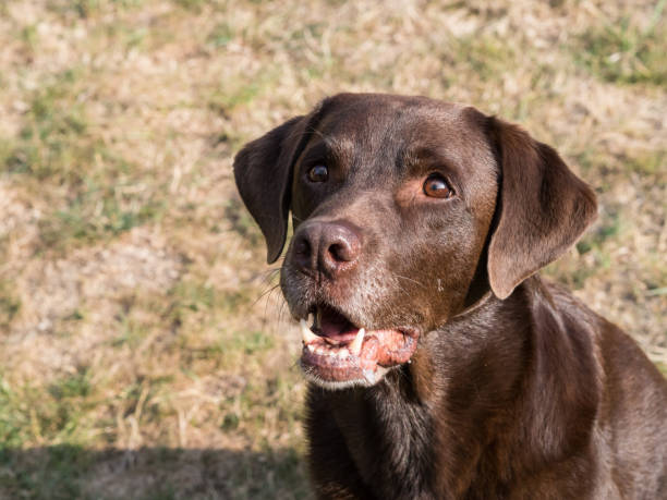 istock Brown Labrador Retriever Dog 1021870852