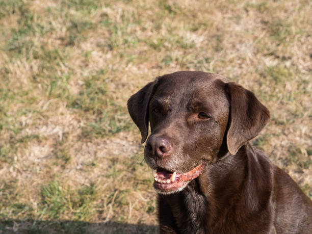 istock Brown Labrador Retriever Dog 1021870882
