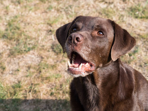 istock Brown Labrador Retriever Dog 1021870886