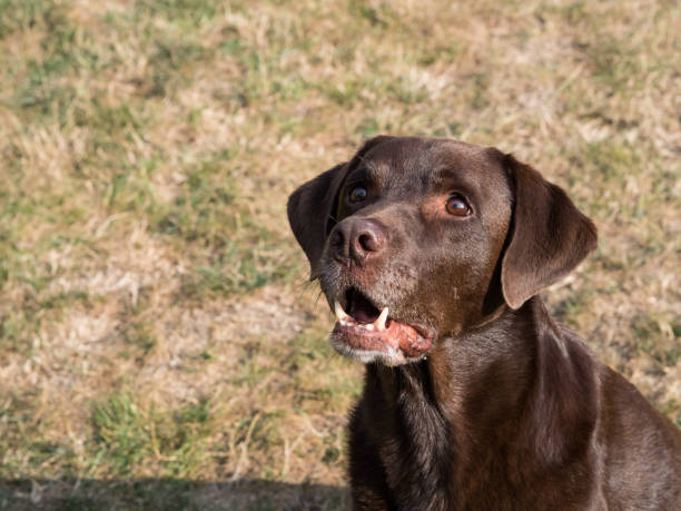 istock Brown Labrador Retriever Dog 1021870930