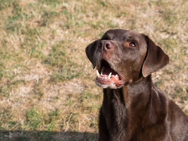istock Brown Labrador Retriever Dog 1021870932