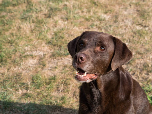 istock Brown Labrador Retriever Dog 1021870946