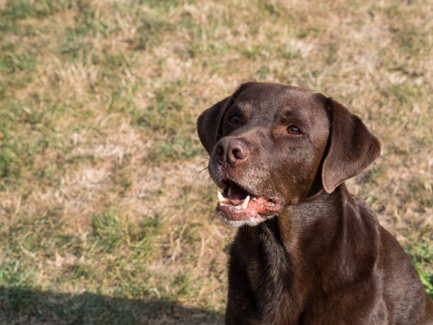 istock Brown Labrador Retriever Dog 1021870974