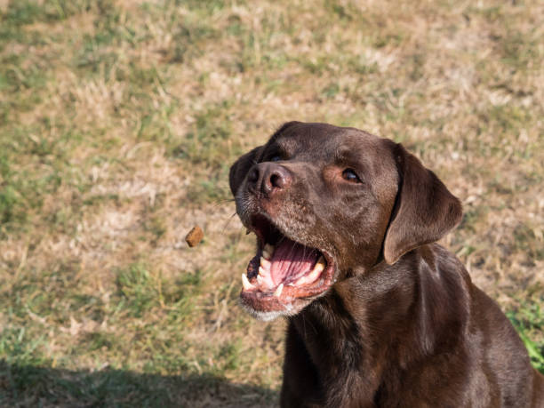 istock Brown Labrador Retriever Dog catching a treat 1021871032