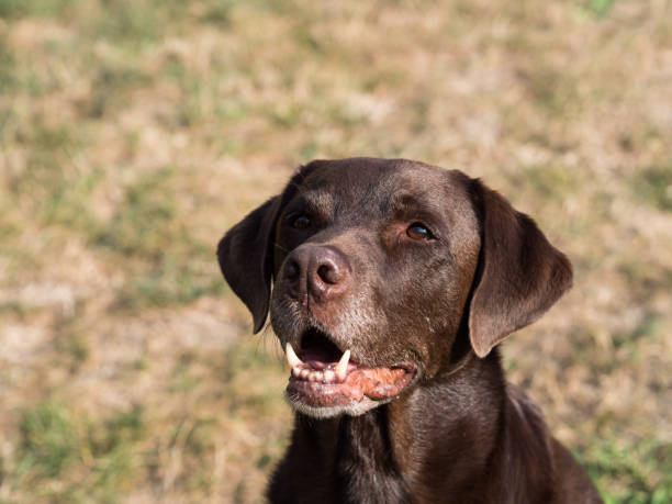 istock Brown Labrador Retriever Dog 1021871042