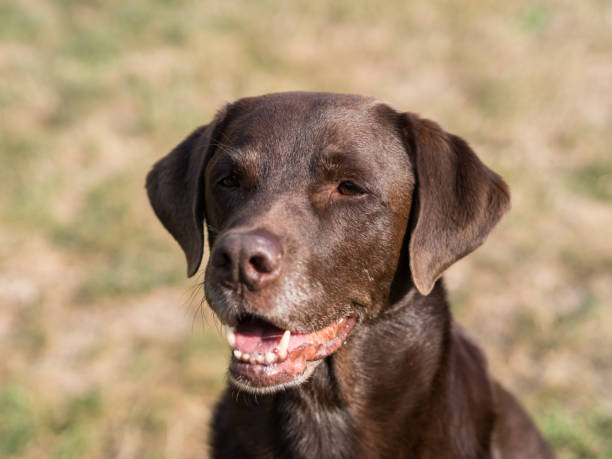 istock Brown Labrador Retriever Dog 1021871048