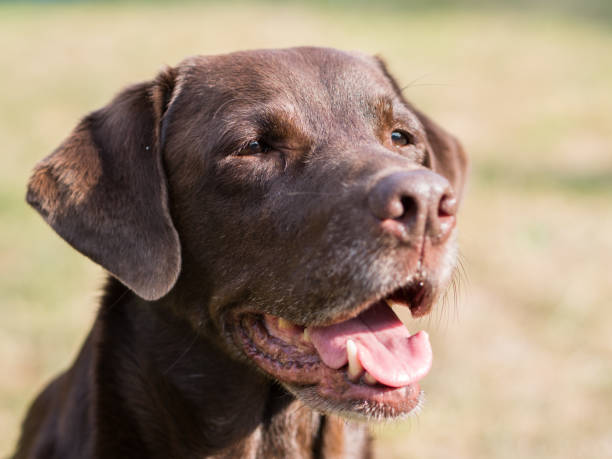 istock Brown Labrador Retriever Dog 1021871088