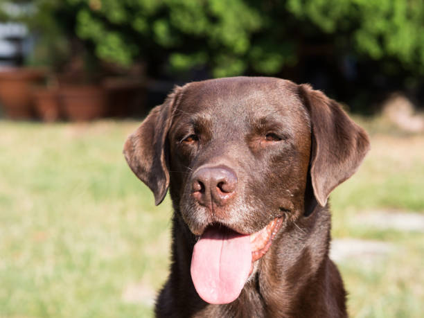 istock Brown Labrador Retriever Dog 1021871094