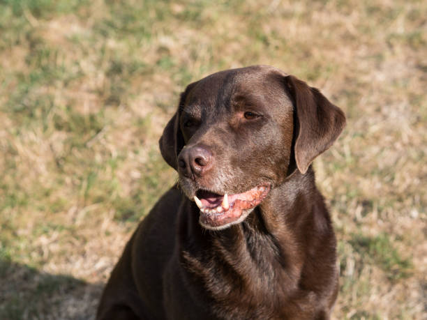 istock Brown Labrador Retriever Dog 1021871098