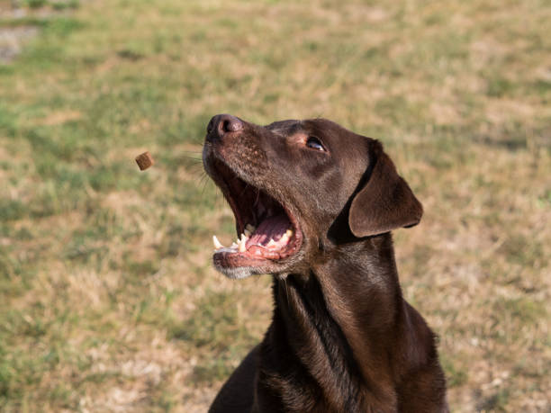 istock Brown Labrador Retriever Dog catching a treat 1021871168