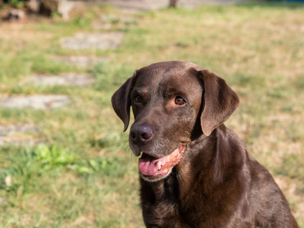 istock Brown Labrador Retriever Dog 1021871258
