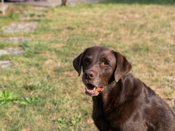 istock Brown Labrador Retriever Dog 1021871308