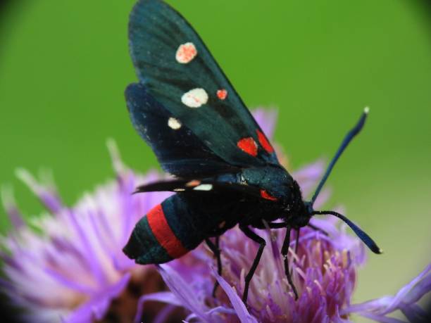 Zygaena ephialtes Daytime moth zygaena ephialtes stock pictures, royalty-free photos & images