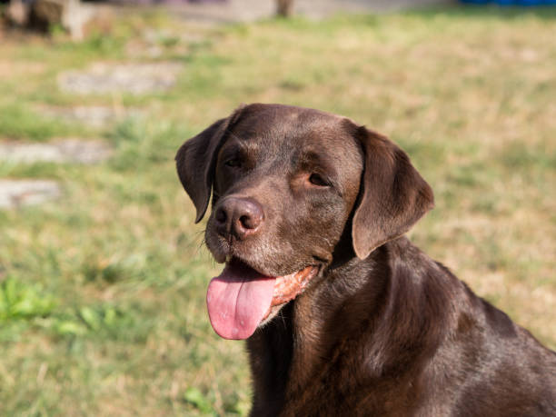 istock Brown Labrador Retriever Dog 1021871316
