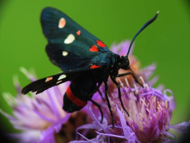Zygaena ephialtes Daytime moth zygaena ephialtes stock pictures, royalty-free photos & images