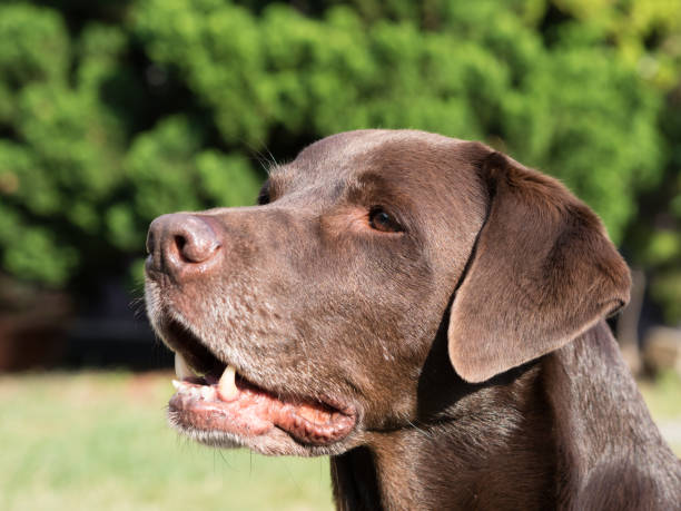 istock Brown Labrador Retriever Dog 1021871342