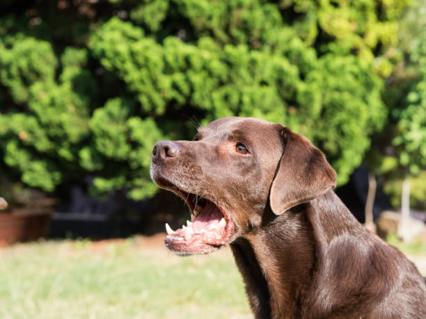 istock Brown Labrador Retriever Dog 1021871516