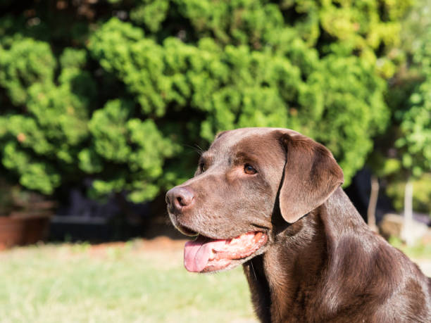 istock Brown Labrador Retriever Dog 1021871518