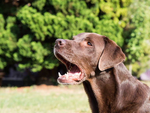 istock Brown Labrador Retriever Dog 1021871582