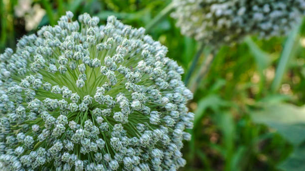 istock Allium Porrum flower 1. 1021871586
