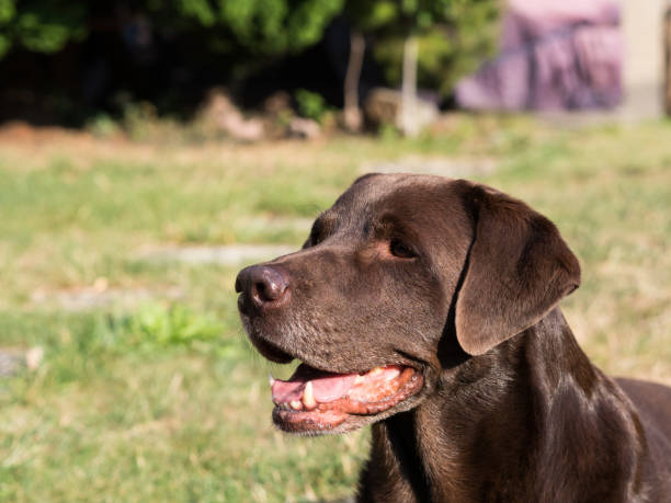 istock Brown Labrador Retriever Dog 1021872840