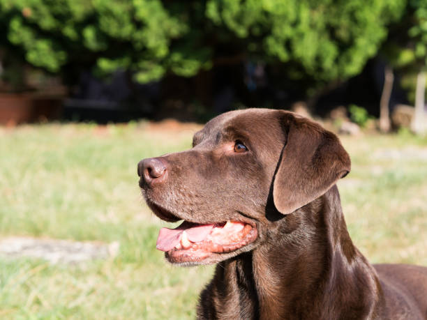 istock Brown Labrador Retriever Dog 1021873648