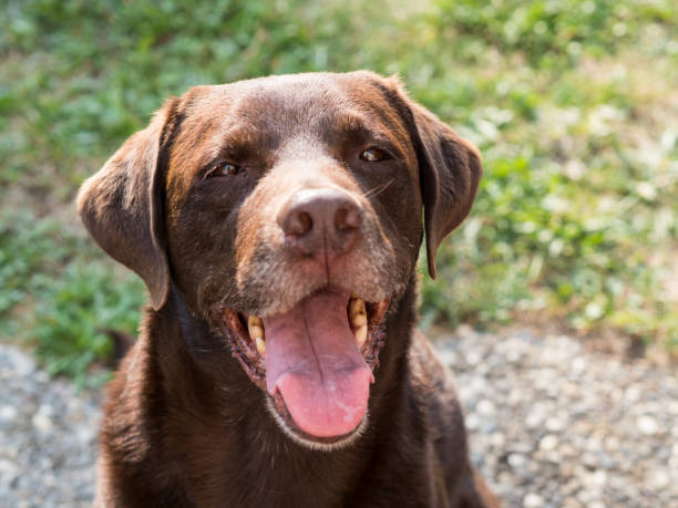 istock Brown Labrador Retriever Dog 1021873674